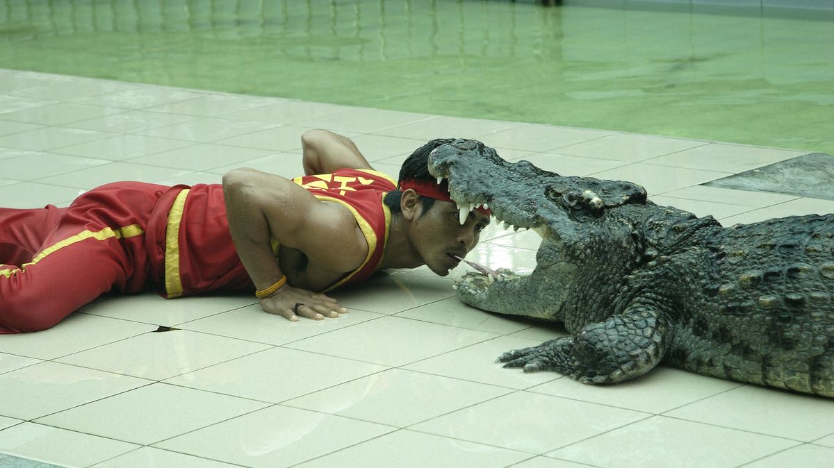 Indonéský rybář se již 26 let kamarádí se čtyřmetrovým krokodýlem